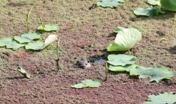 무안군 무안회산백련지에서 천연기념물 수달관찰돼