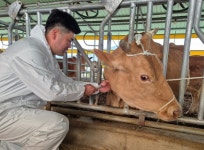 고흥군, 사육 농가 대상으로 소 브루셀라병 검사 완료