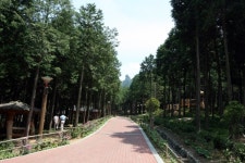 꼭 가봐야 할 한국관광 100선 에 장흥 편백숲 우드랜드 선정