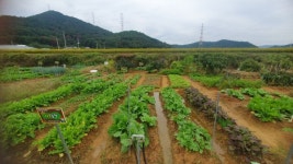 광양시, 봉강면 지곡리 주말농장 참가자 모집