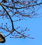 [포토]춘분 맞아 순천 동천 벚꽃길에 꽃봉오리 피어…봄 기운 물씬