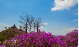 [가볼만한 곳] 철쭉이 만개한 광양 백운산 국사봉으로 여행 오세요