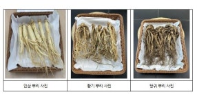 겨울철 건강 챙기는 한방차… 온성약초 주목
