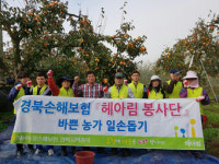 감 재배농가 일손돕기