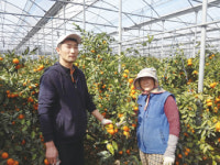 당도19브릭스 불로초감귤 화제