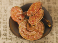 농진청, 영지버섯, 비만 예방 효과 입증