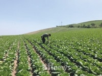 [기획] 준고랭지·완전고랭지 배추 수급 동향 (下) 완전고랭지