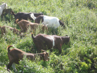 염소 산지생태축산에 가장 효과적