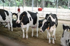 [2018 축종별전망] ③낙농, 사육마릿수·생산량 증가세…원유가 조정 촉각