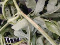 수박 덩굴쪼김병 주의 당부