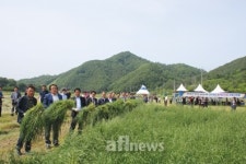 동계 사료작물 IRG 수확 시연회