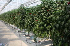 [기획] 스마트팜과 융·복합