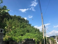 고령군, 돌발해충(갈색날개매미충) 중점 공동방제 실시