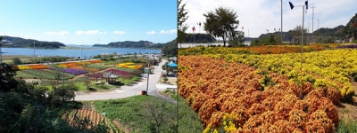 홍성군 수룡포나루, 국화 등 가을꽃단지 만개