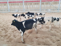 자연으로농장서 송아지 튼튼하게 키워드려요