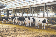 [창간특집기획] 4.축산인들은 열공모드 ①가축개량에 집중하다-김진숙 여에덴목장 대표·유현오 우상목장 대표