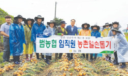 농협전주완주시군지부, 양파 수확 일손돕기 실시