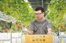 딸기시장에 도전장 낸 청년 창업농 부부 화제