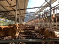 [청년축산인 특집] (2) 기흥농장