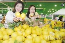 농협유통, 국내산 레몬 판매 스타트