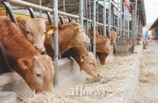[이슈]저능력 경산우 도태에 한우자조금 투입, 문제 없나