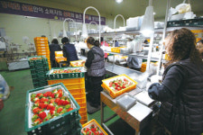 농업인 소득증대사업 시동…딸기 공동선별 작업 실시