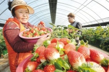 철없는 겨울딸기 맛보세요