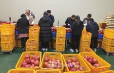 경북농협, 산지유통센터 일손돕기 두 팔 걷어