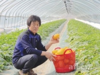 고령 다산참외 첫 출하