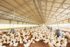 [기획]퇴비부숙도 검사 의무화, 오리농가 위한 대책은 (上)오리분뇨, 웃돈 얹어야 위탁처리