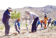 문 대통령, 강릉서 금강소나무 심으며 산불피해복구 격려