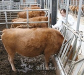 축과원, 환절기 맞아 한우·젖소 사양관리 철저히해야