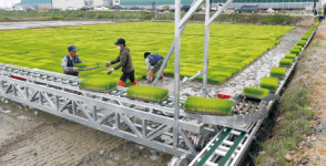 벼 육묘이송도 자동화·기계화