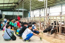 2020 특별 여행주간, 낙농 체험 목장에서 힐링해요