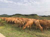 [Issue+] 축산업, 국민과의 온도차를 줄이자 - 프롤로그