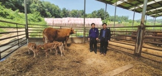 예천 한우농장서 세쌍둥이 송아지 탄생