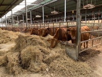 [초점]한우 마릿수 2023년까지 증가, 괜찮을까 (下)대책없는 하루하루, 한우농가 속탄다