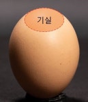 농진청, 구구데이 맞아 계란 효능·보관법 소개