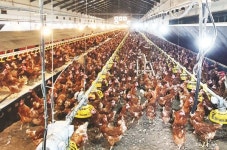 [탐방] 동물복지 유정란의 새로운 기준 의령농원을 찾아서