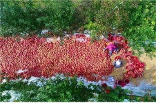 농촌, 풍경, 사계(四季) 사진공모전 사과풍년 대상