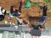 충남 금산군, 코로나 속에서도 인삼 수확 한창