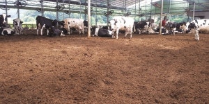 [탐방]계전목장