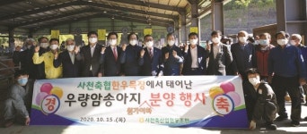 우량 암송아지 원가이하 분양 귀감