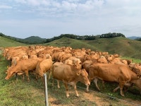 저능력 암소 자율감축, 한우농가 관심 필요해