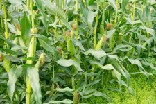 수입 옥수수·대두박 가격상승세…배합사료 가격 인상되나