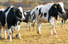 농진청, 젖소 장내발효 메탄 배출계수 3종 개발
