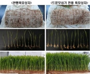 드문모심기 할 때 건강한 모기르기는 이렇게