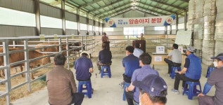 한우 우량 암송아지 10마리 분양···실익증대 앞장