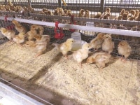 [꿈을 일구는 청년농업인] 7. 김선도 대붕농장 대표 