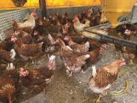 [연중기획] 우리 지역의 히든농장을 소개합니다 (4) 강원 춘천 푸른농장